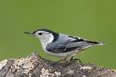 White Breasted Nuthatch